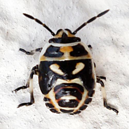 Réf. 325 636 : Eurydema oleracea