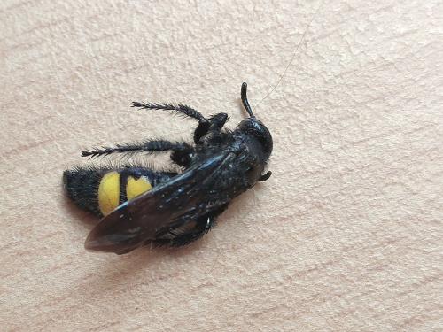Réf. 325 585 : Scolia hirta hirta
