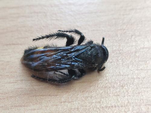 Réf. 325 584 : Scolia hirta hirta