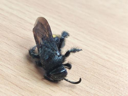 Scolia hirta hirta