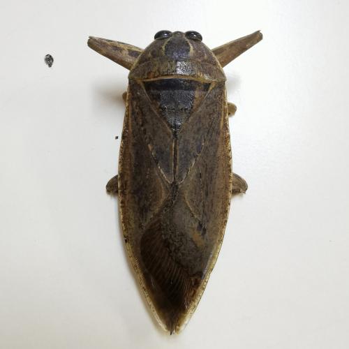 Réf. 325 684 : Lethocerus cordofanus