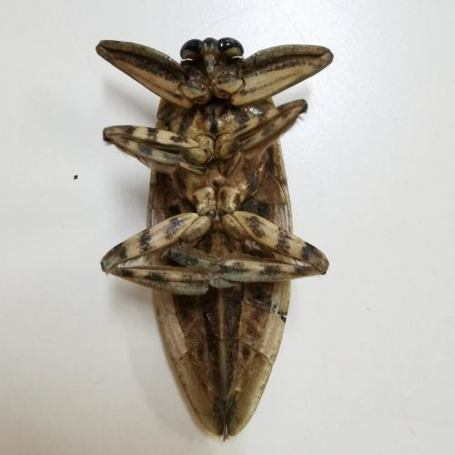 Lethocerus cordofanus