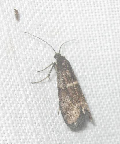 Réf. 325 635 : Apomyelois bistriatella