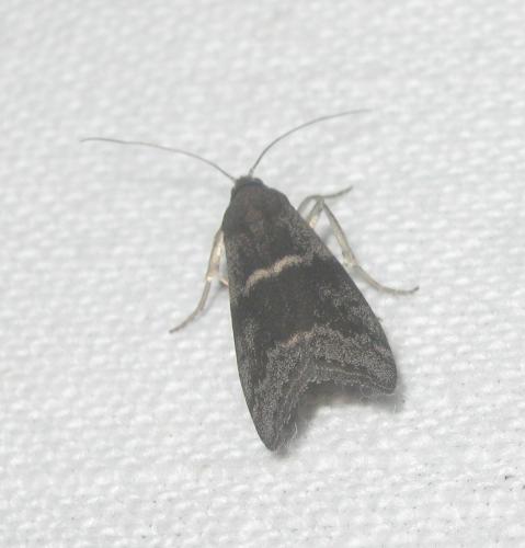 Réf. 325 634 : Apomyelois bistriatella