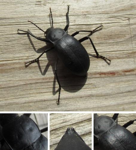 Réf. 325 254 : Blaps mucronata
