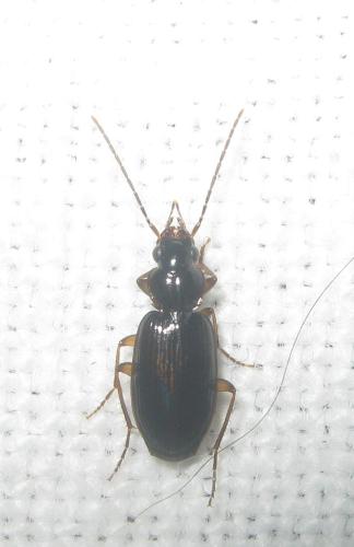 Badister peltatus