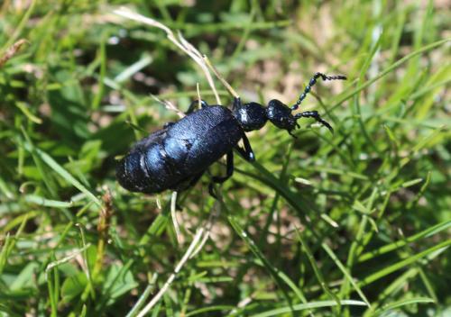Meloe violaceus