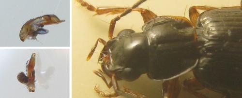Badister peltatus