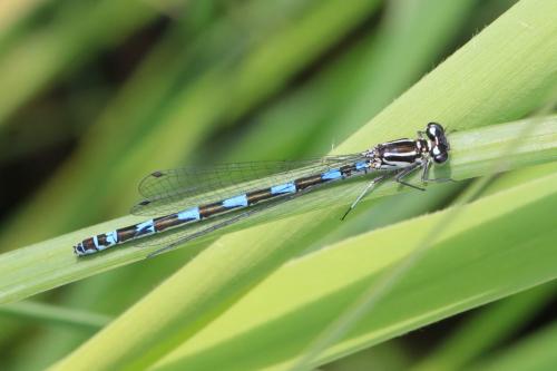 Coenagrion pulchellum