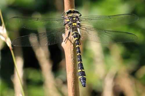 Cordulegaster boltonii