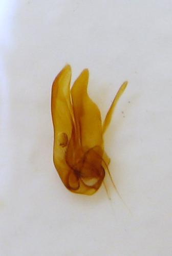 Dorcatoma sp.
