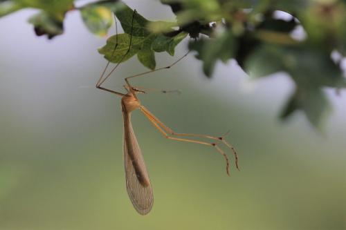Bittacus italicus