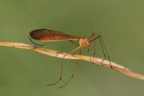 Réf. 325 214 : Bittacus italicus