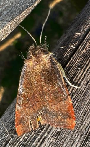Noctua sp.