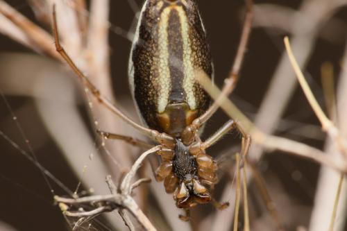 Tetragnatha obtusa