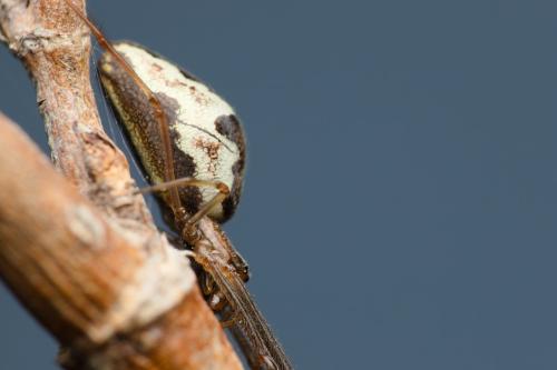 Réf. 325 293 : Tetragnatha obtusa