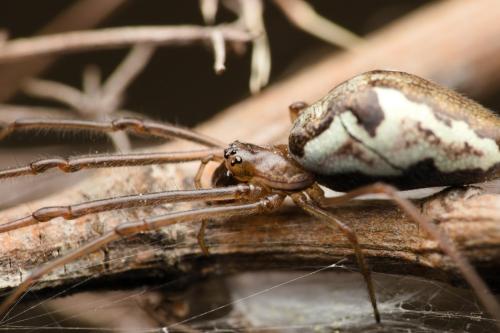 Tetragnatha obtusa