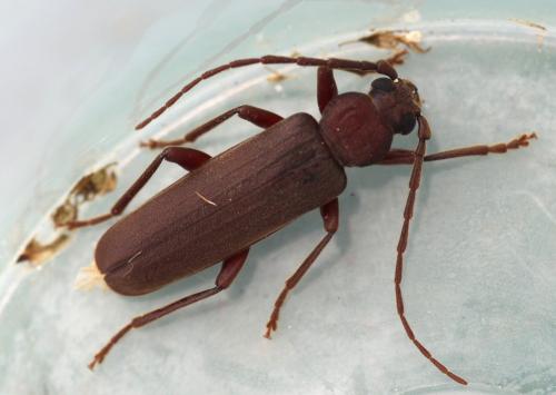 Réf. 325 689 : Arhopalus rusticus