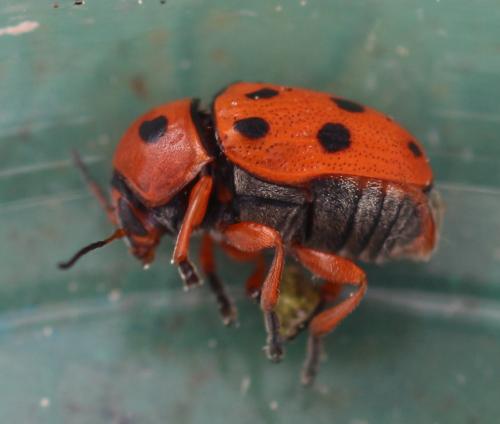 Cryptocephalus cynarae