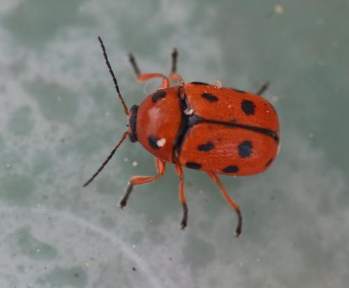 Cryptocephalus cynarae