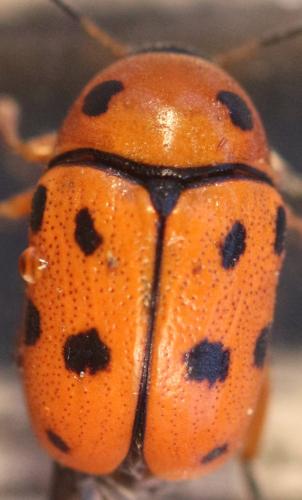 Réf. 325 770 : Cryptocephalus cynarae