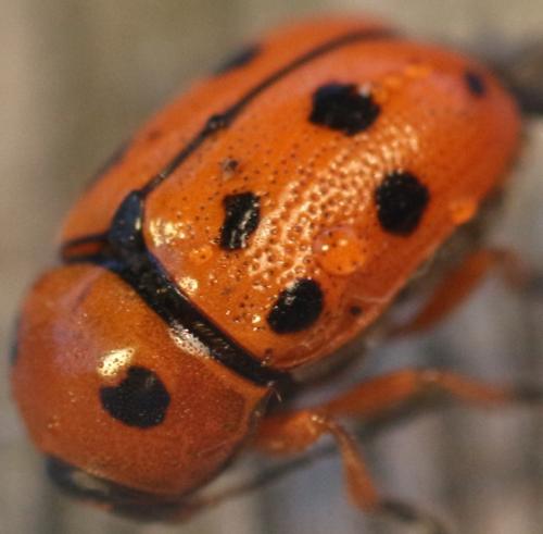 Cryptocephalus cynarae