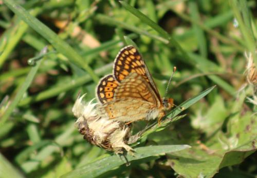 Réf. 325 766 : Euphydryas aurinia