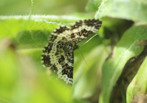 Réf. 325 767 : Epirrhoe tristata