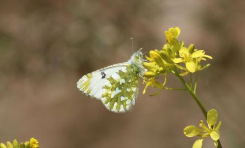 Réf. 325 797 : Euchloe simplonia