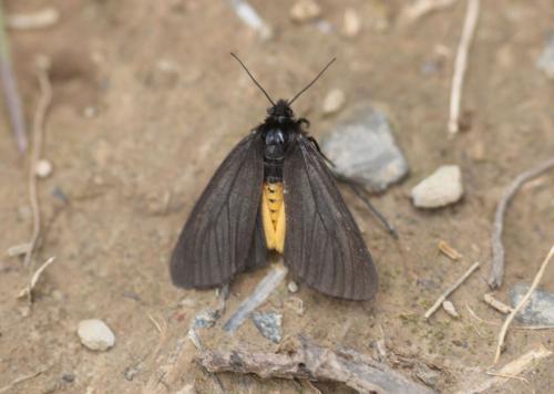 Phragmatobia luctifera