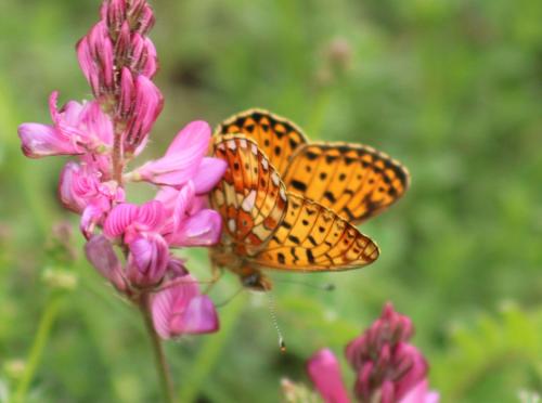 Réf. 325 991 : Boloria euphrosyne