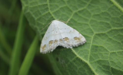 Réf. 325 871 : Scopula ornata