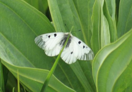 Parnassius mnemosyne