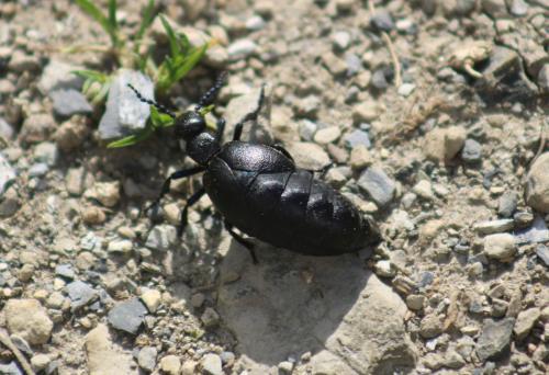 Meloe proscarabaeus