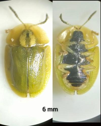 Cassida inquinata