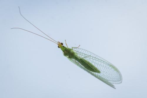Apertochrysa flavifrons