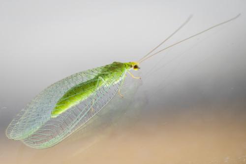 Apertochrysa flavifrons
