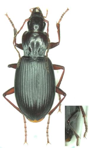 Réf. 325 451 : Laemostenus oblongus