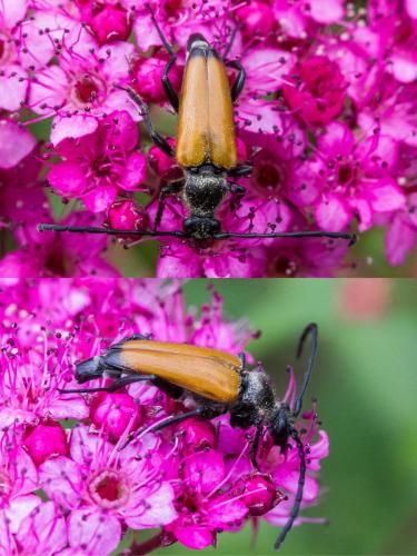 Réf. 325 086 : Stictoleptura fulva