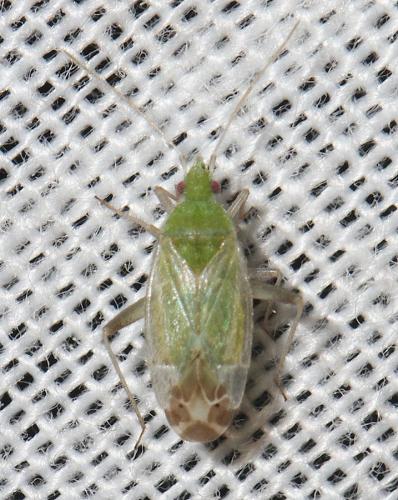 Macrotylus horvathi