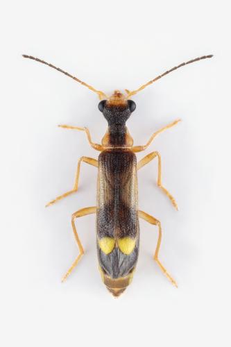 Malthinus fasciatus