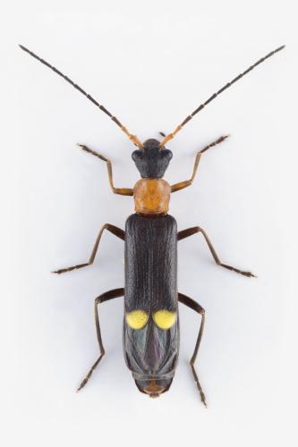 Malthinus rubricollis
