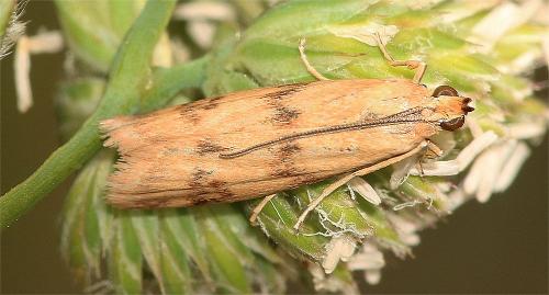 Homoeosoma sinuella