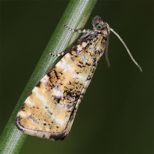 Phiaris micana