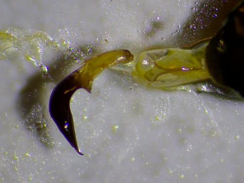 Oulema sp.