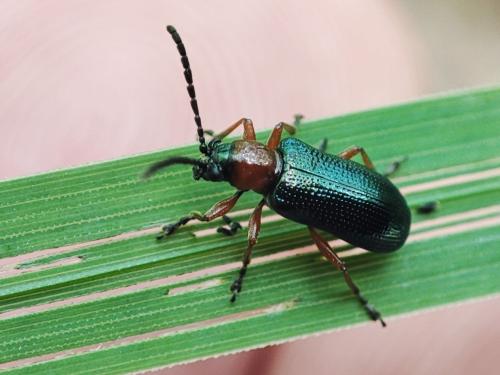 Réf. 325 888 : Oulema sp.