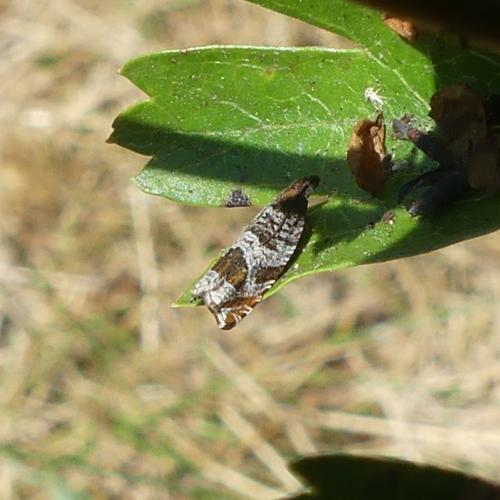 Réf. 325 312 : Ancylis achatana
