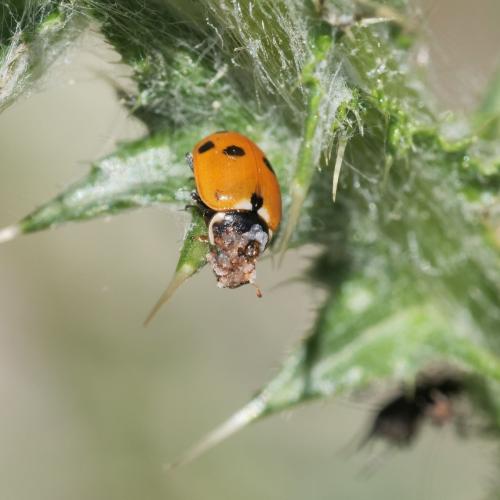 Hippodamia variegata