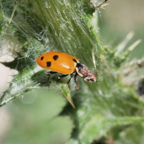 Hippodamia variegata