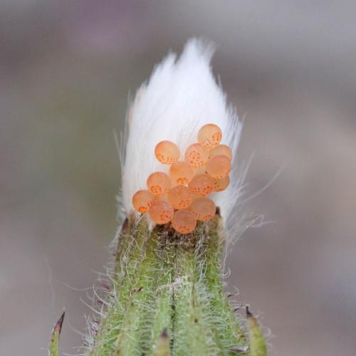 Réf. 325 097 : Eurygaster sp.